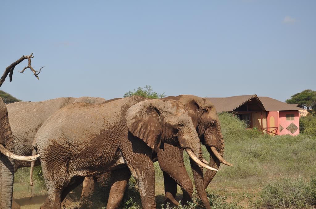 Kilima Safari Camp Hotel อัมโบเซลี ห้อง รูปภาพ